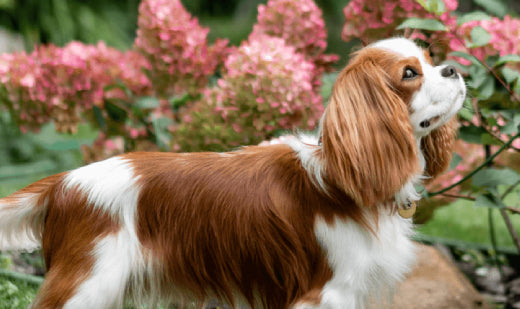 Smiling girl holding a Cavalier King Charles Spaniel puppy, showcasing the friendly and affectionate nature of puppies available at For King and Country Puppies.