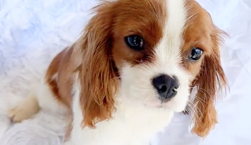 Smiling girl holding a Cavalier King Charles Spaniel puppy, showcasing the friendly and affectionate nature of puppies available at For King and Country Puppies.
