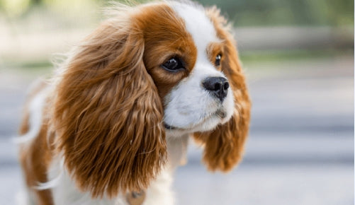 Smiling girl holding a Cavalier King Charles Spaniel puppy, showcasing the friendly and affectionate nature of puppies available at For King and Country Puppies.