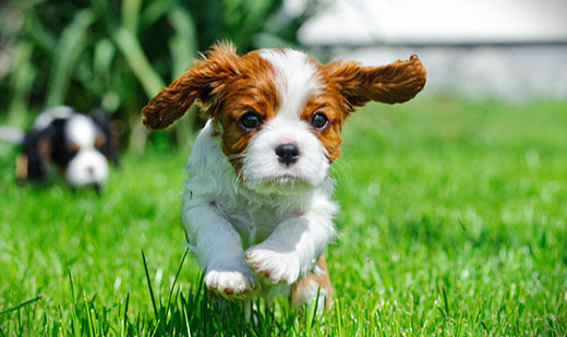 Playful Cavalier King Charles Spaniel puppy running on lush green grass, with another puppy in the background.